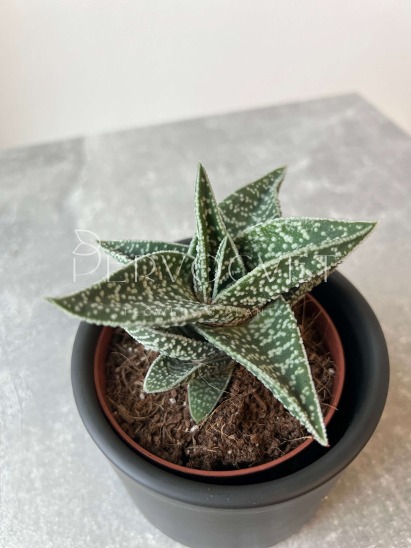 Гастерия Флоу 20 см