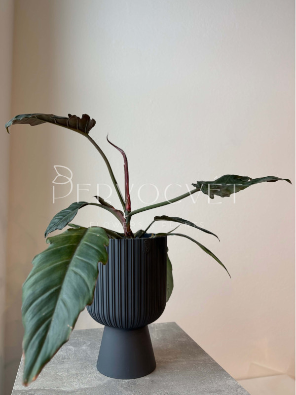 Филодендрон Чоко Эмпрес 40 см