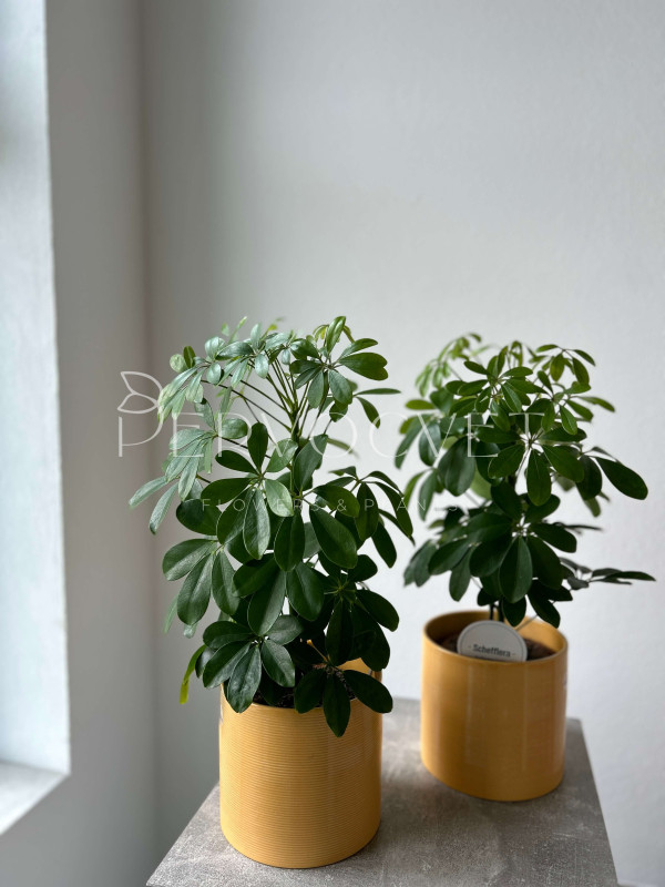 Шеффлера Нора 50 см