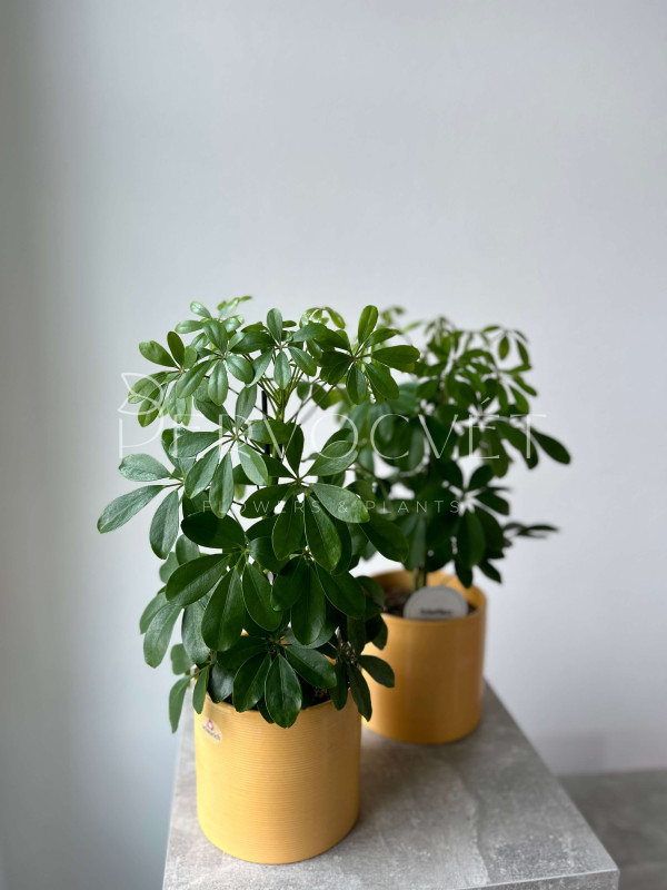 Шеффлера Нора 50 см