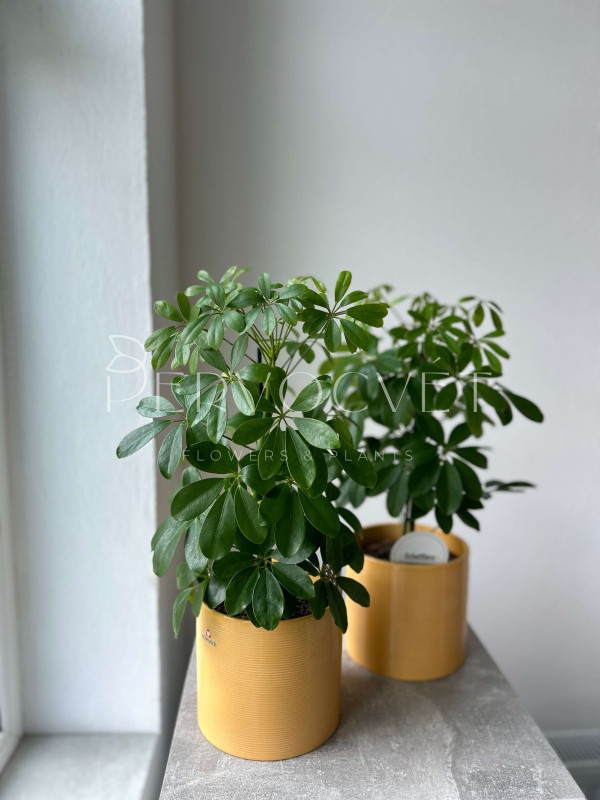 Шеффлера Нора 50 см