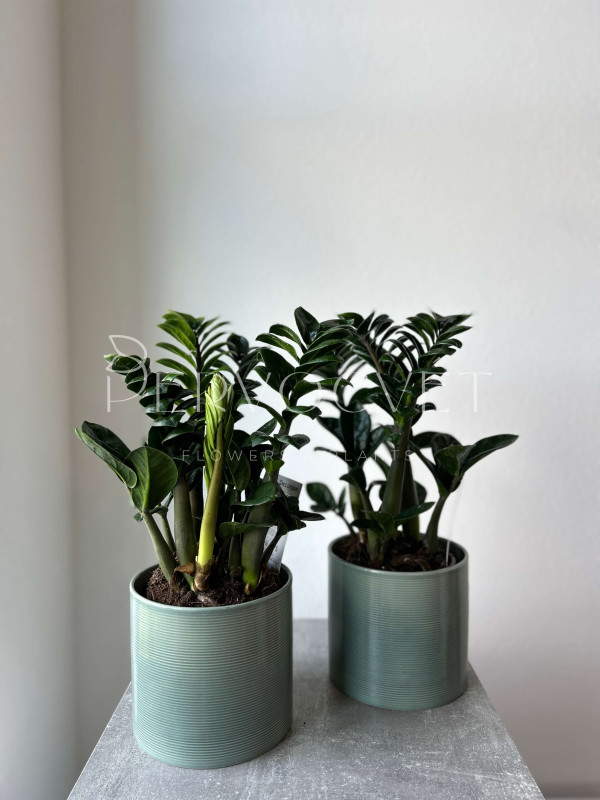 Замиокулькас Зензи 40 см (d14)