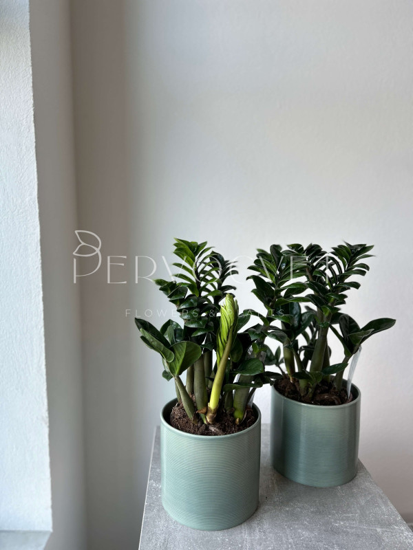 Замиокулькас Зензи 40 см (d14)