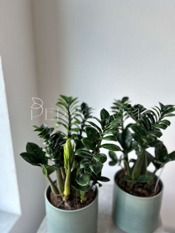 Замиокулькас Зензи 40 см (d14)