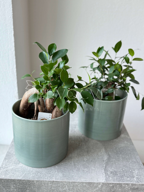 Фикус Микрокарпа Гинсенг 30 см