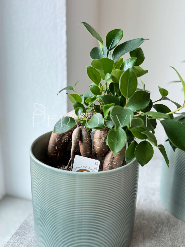 Фикус Микрокарпа Гинсенг 30 см