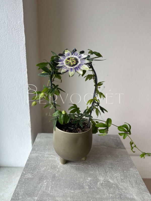 Пассифлора 40 см