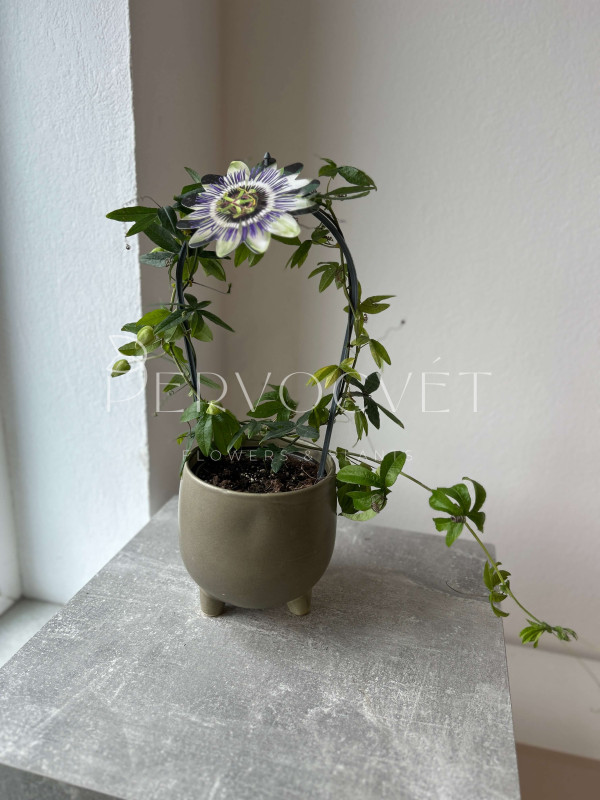 Пассифлора 40 см