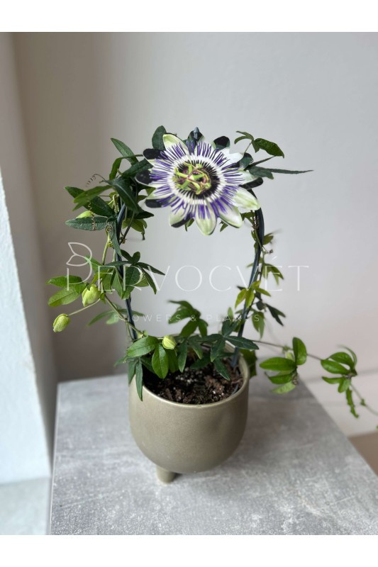 Пассифлора 40 см