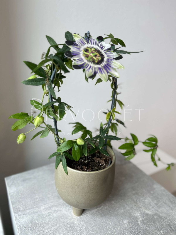 Пассифлора 40 см