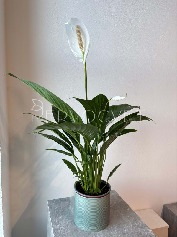 Спатифиллум Купидо 80 см