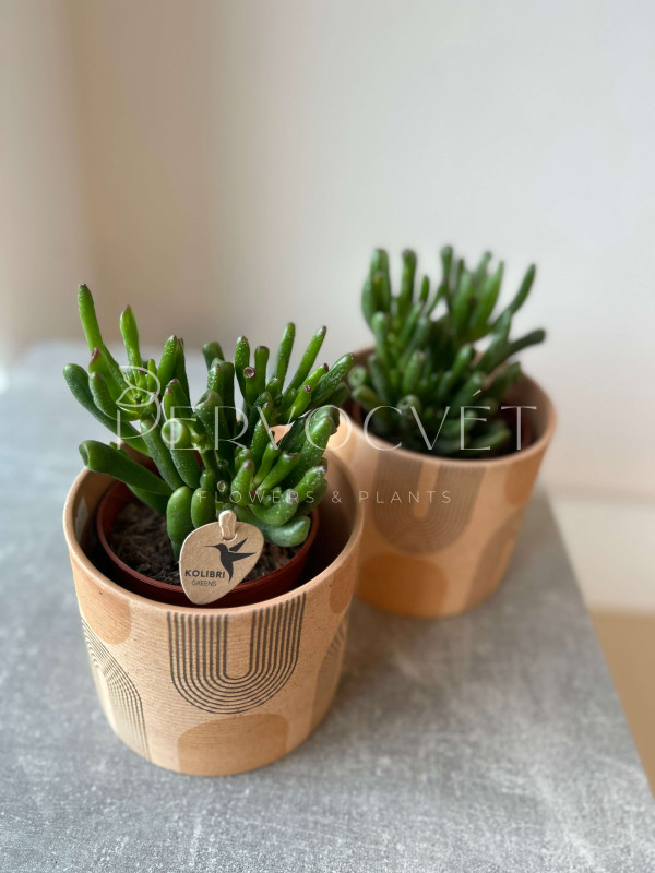 Крассула Хоббит 20 см