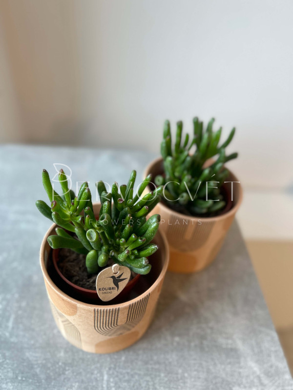 Крассула Хоббит 20 см