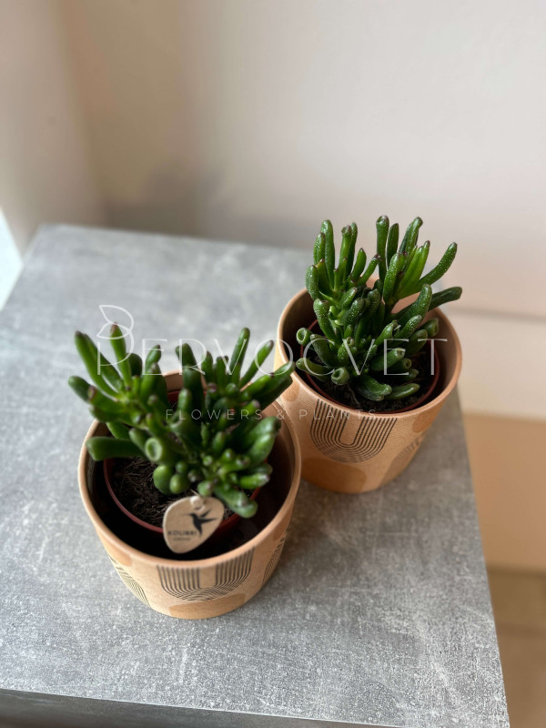 Крассула Хоббит 20 см