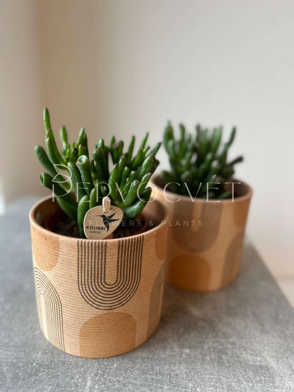 Крассула Хоббит 20 см