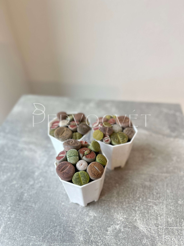 Литопсы (Живые Камни) д 8 см