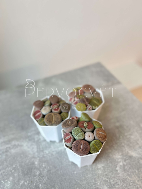 Литопсы (Живые Камни) д 8 см