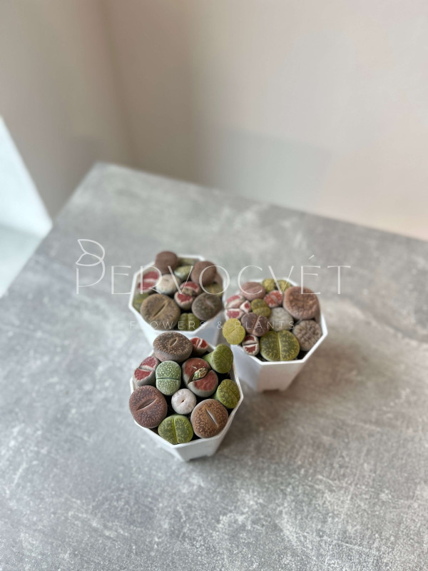 Литопсы (Живые Камни) д 8 см