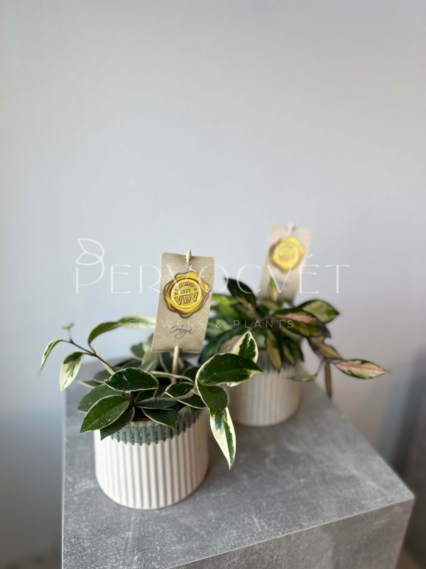 Хойя Микс 30 см