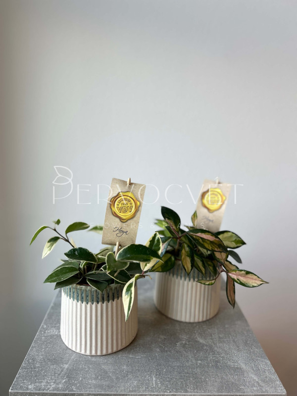 Хойя Микс 30 см