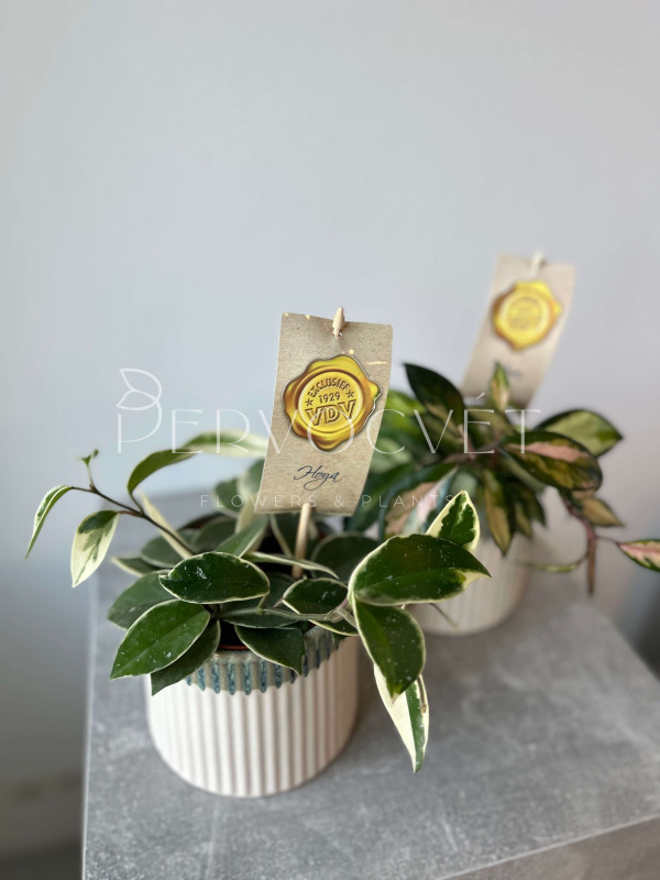 Хойя Микс 30 см