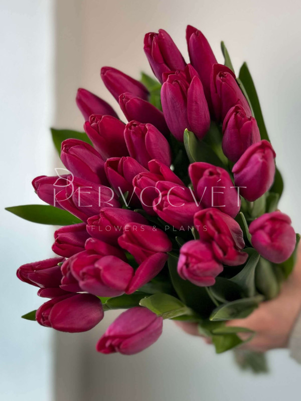 Тюльпан Фуксия