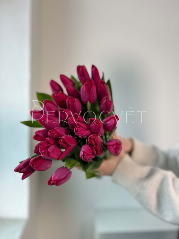 Тюльпан Фуксия