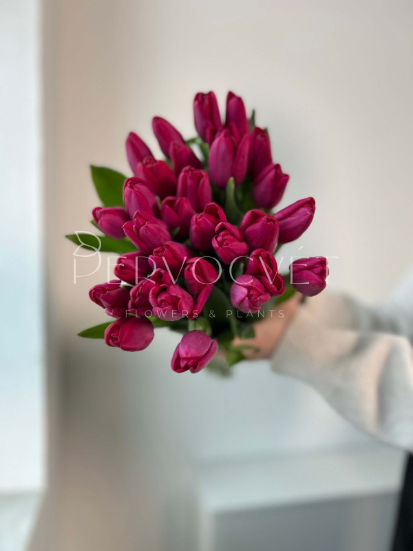 Тюльпан Фуксия