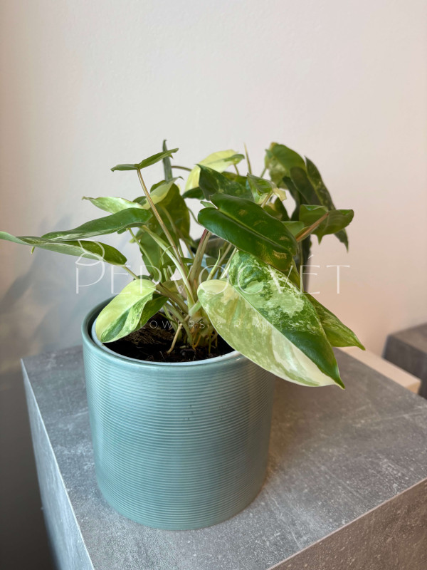 Филодендрон Бурле Маркс 40 см