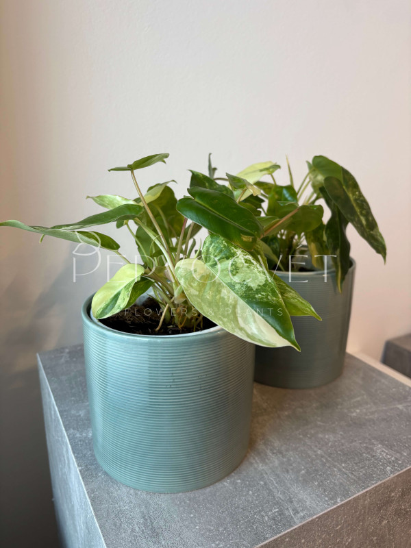 Филодендрон Бурле Маркс 40 см