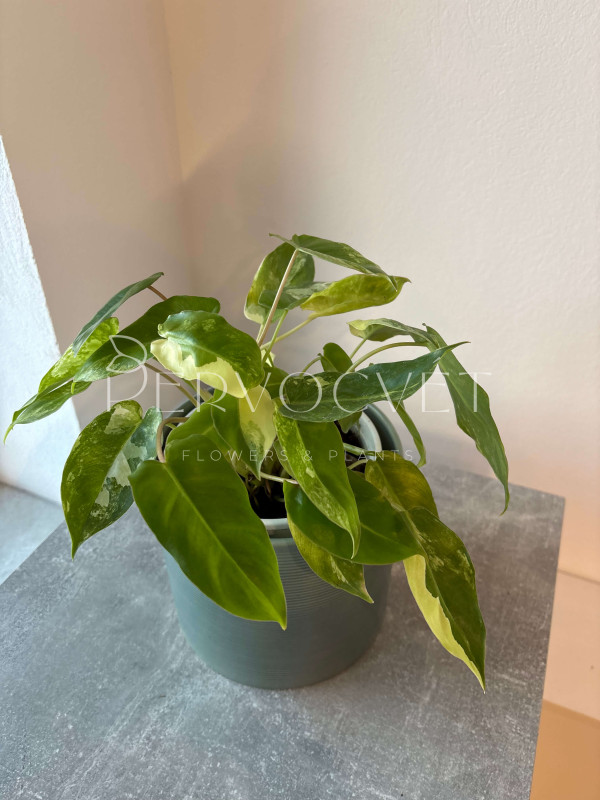 Филодендрон Бурле Маркс 40 см