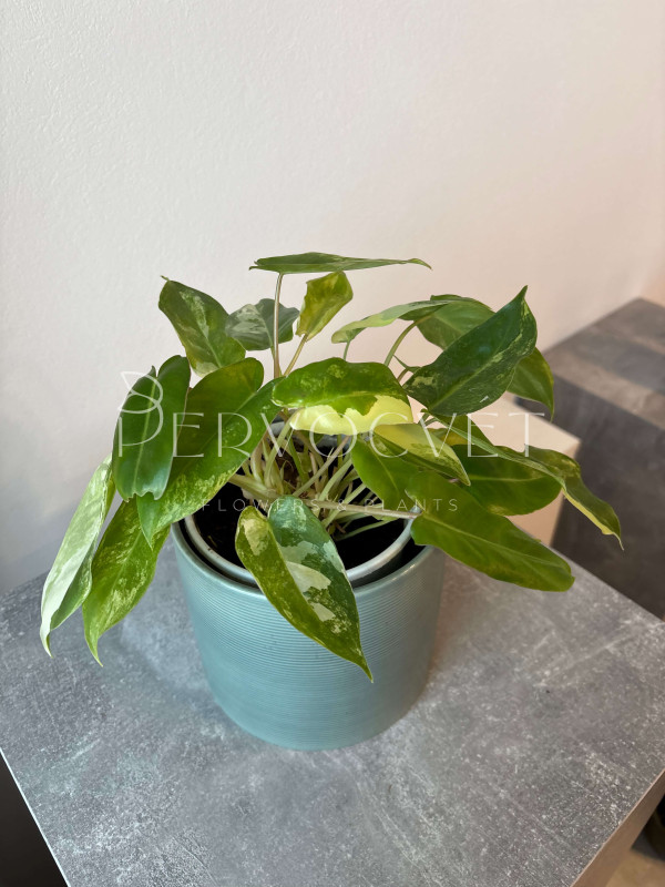 Филодендрон Бурле Маркс 40 см