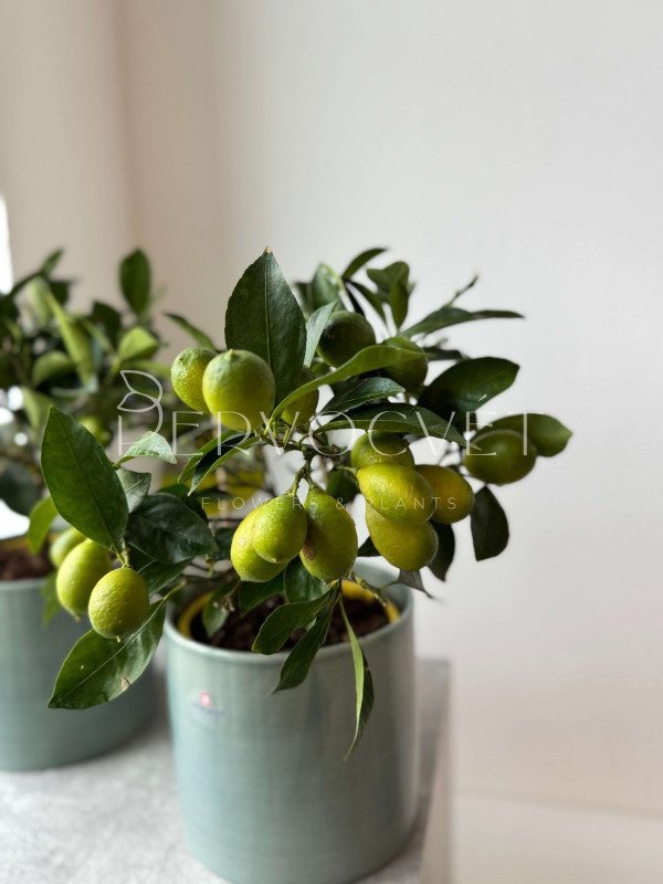 Лиметта Цитрус 40 см