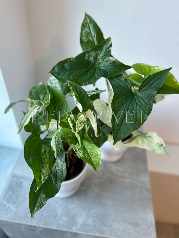 Сингониум Империал Вайт 30 см