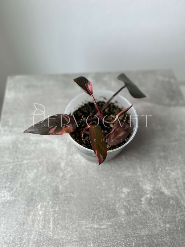 Филодендрон Пинк Принцесс 15 см