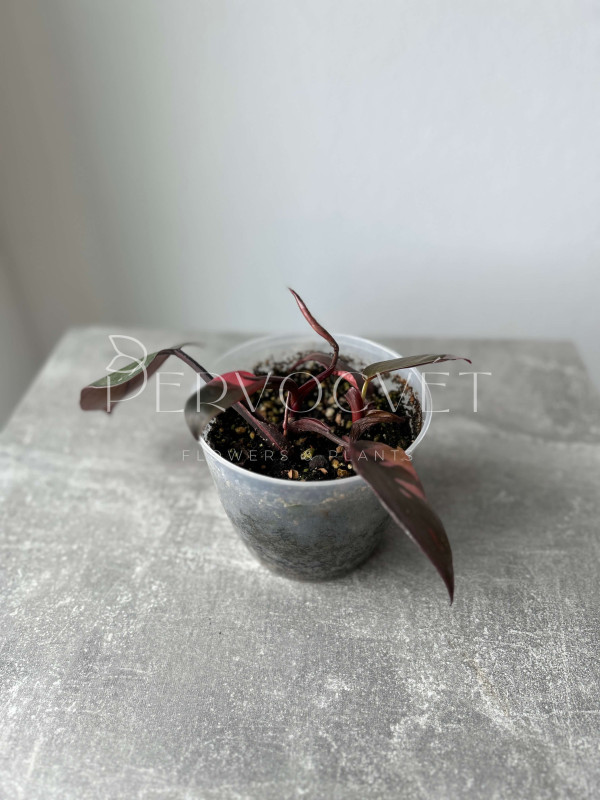 Филодендрон Пинк Принцесс 15 см