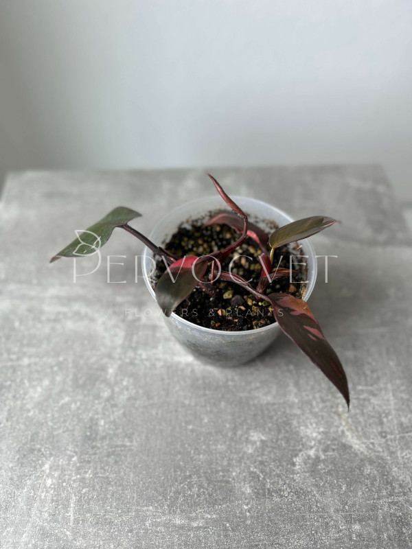 Филодендрон Пинк Принцесс 15 см