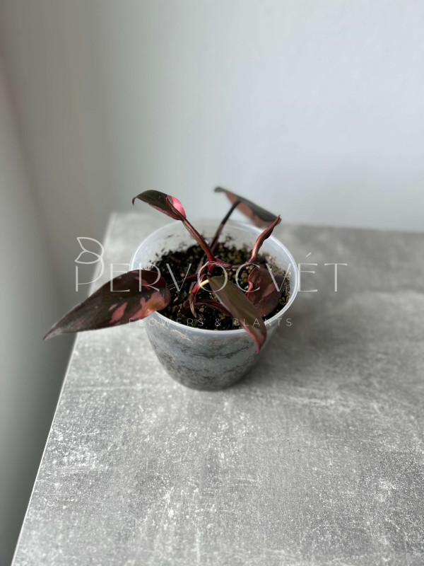 Филодендрон Пинк Принцесс 15 см