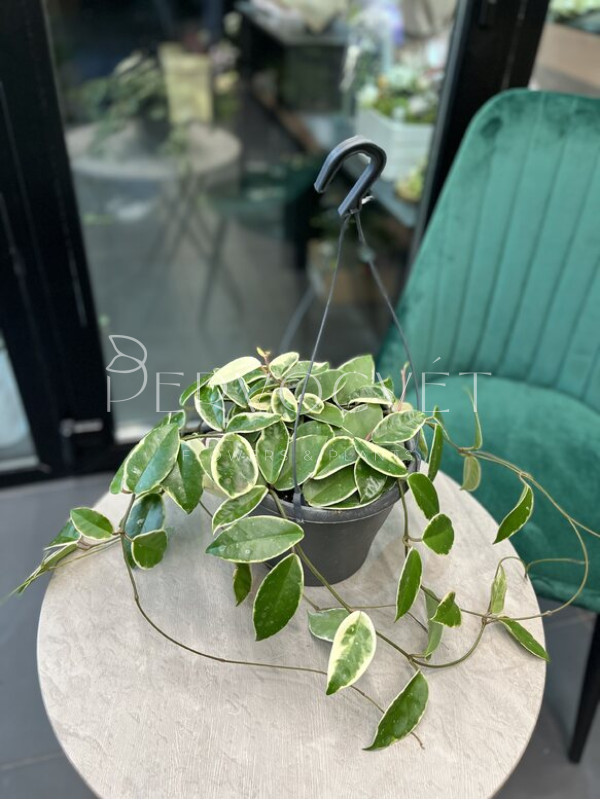 Хойя Кримпсон Квин 30 см