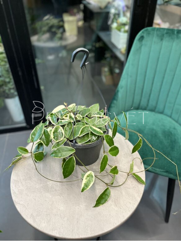 Хойя Кримпсон Квин 30 см