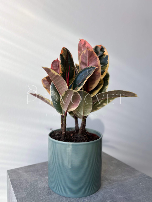 Фикус Эластика Тинеке 3 ствола 45 см