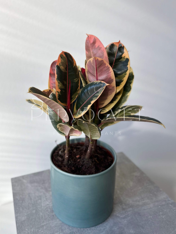 Фикус Эластика Тинеке 3 ствола 45 см