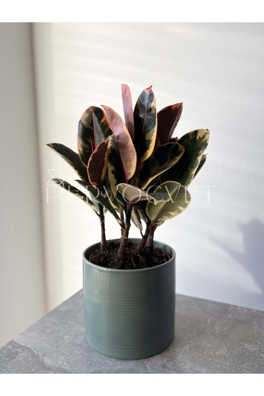 Фикус Эластика Тинеке 3 ствола 45 см