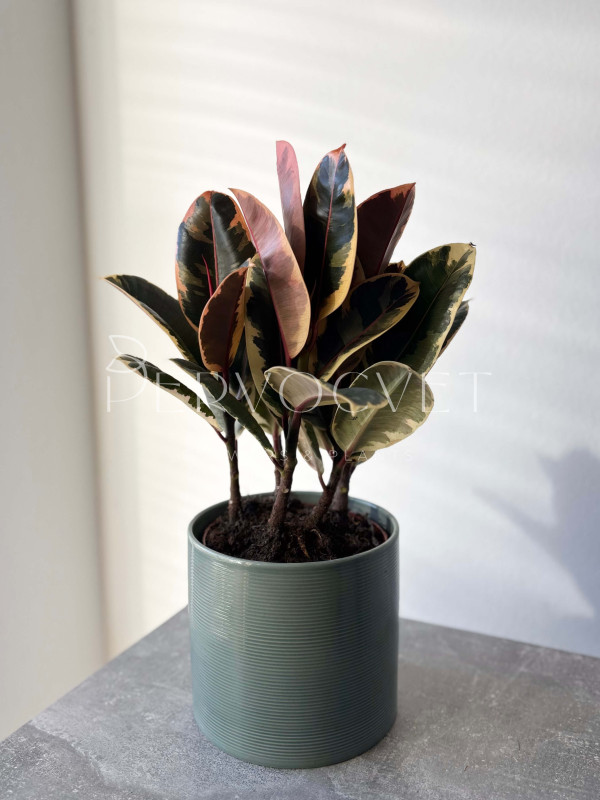 Фикус Эластика Тинеке 3 ствола 45 см