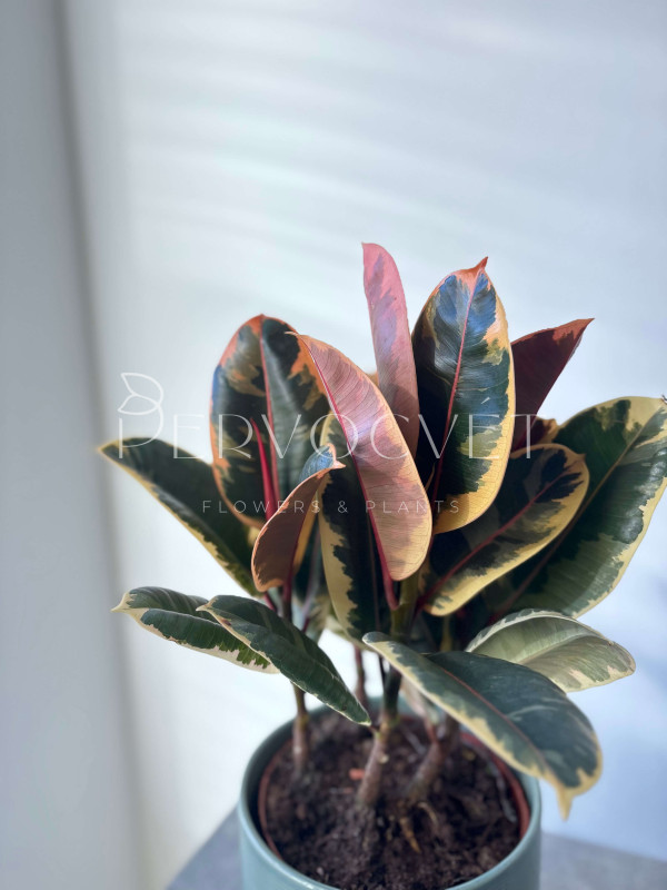 Фикус Эластика Тинеке 3 ствола 45 см