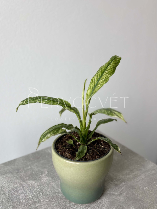 Спатифиллум Вивальди Вариегатный 20 см