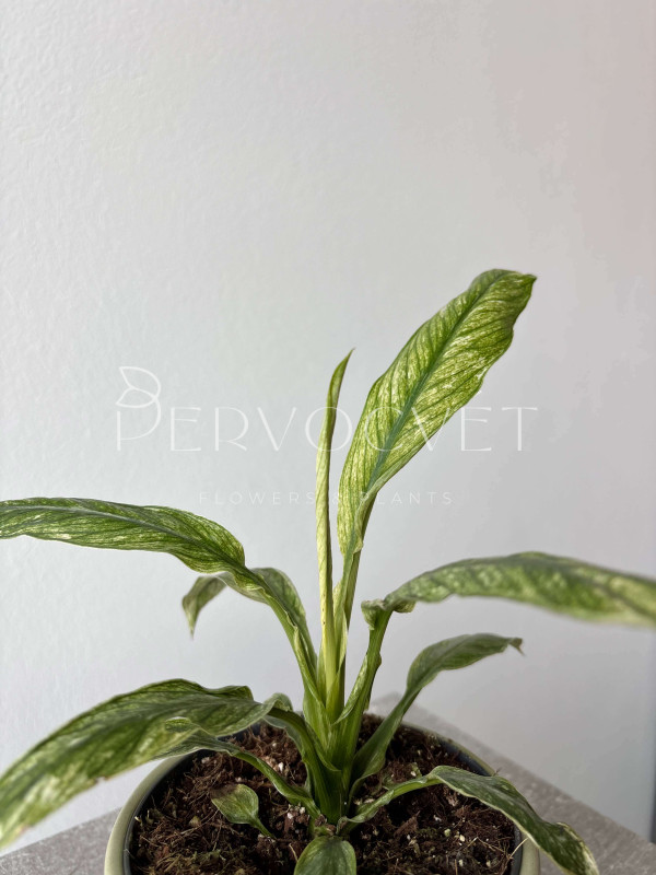 Спатифиллум Вивальди Вариегатный 20 см