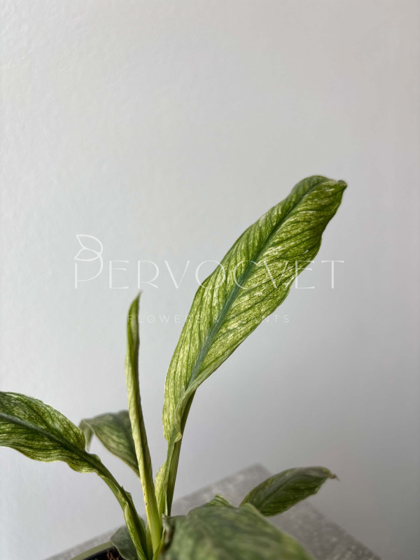 Спатифиллум Вивальди Вариегатный 20 см