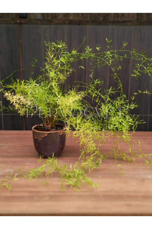 Аспарагус Шпренгера