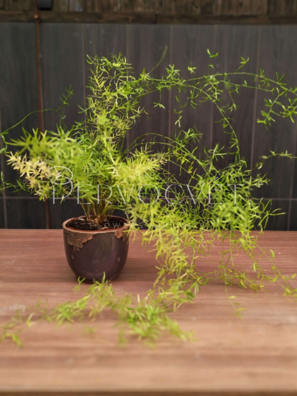 Аспарагус Шпренгера